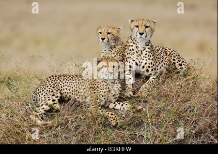 Gepard Acinonyx Jubatus weiblichen und jungen sitzen auf Hügel Masai Mara Kenia Afrika Stockfoto