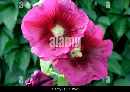 ALCEA ROSEA LILA EINHEITSFORMULAR Stockfoto