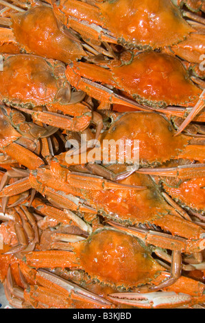 blaue Schwimmer Sand Krabben gekocht Stockfoto