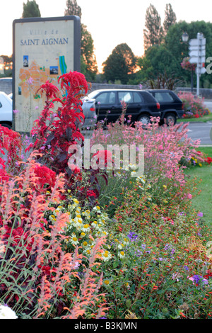 STÄDTISCHE ANNEHMLICHKEIT ANPFLANZUNGEN IN ST. AIGNAN-LOIRE-TAL MIT ANTHEMIS UND WILDFORM Stockfoto