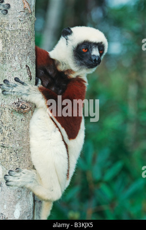 Coquerel Sifaka Propithecus Coquereli Erwachsener im Baum Madagaskar-Afrika Stockfoto