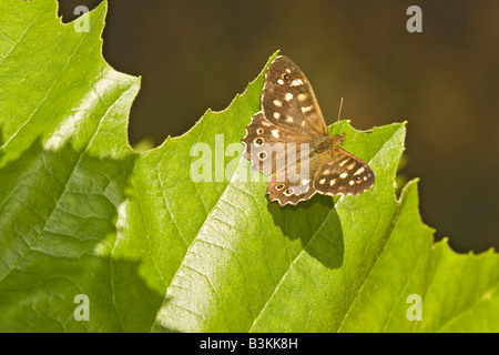 Holz Pararge Aegeria Schmetterling gesprenkelt Stockfoto