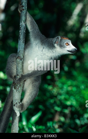 Gekrönte Lemur Eulemur Coronatus weiblich in Baum Madagaskar-Afrika Stockfoto