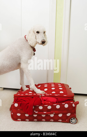 Pudel stehend auf Polka Dot Muster Koffer Stockfoto