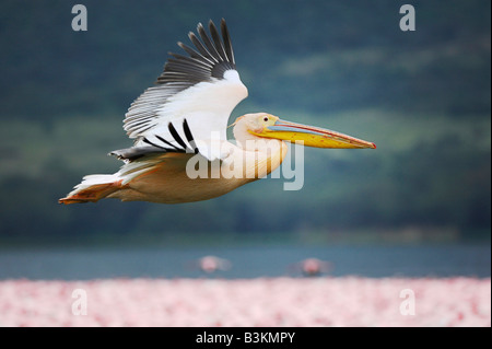 Östlichen weißer Pelikan Pelecanus Onocrotalus Erwachsenen während des Fluges Lake Nakuru Kenia Afrika Stockfoto