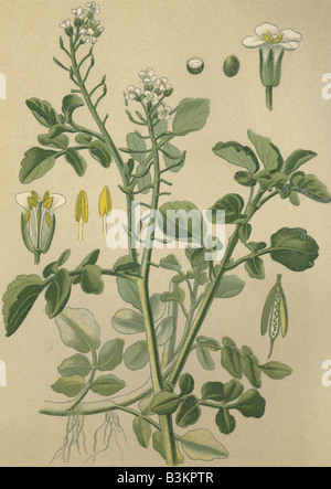 Historische Chromo Bild 1880 der Heilpflanze Brunnenkresse Kapuzinerkresse officinale Stockfoto