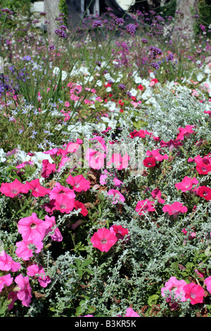 STÄDTISCHE ANNEHMLICHKEIT ANPFLANZUNGEN IN CHAUMONT LOIR ET CHER 41 MIT PETUNIA UND HELICHRYSUM Stockfoto