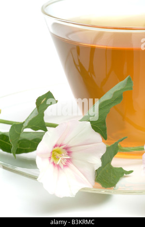 Tee aus Blindweed Blindweedtea medizinischer Tee Herbtea Convolvulus Arvensis Vilucchio Comune Te Stockfoto