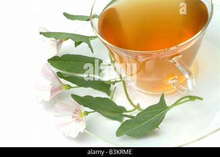 Tee aus Blindweed Blindweedtea medizinischer Tee Herbtea Convolvulus Arvensis Vilucchio Comune Te Stockfoto