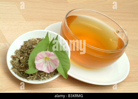 Tee aus Blindweed Blindweedtea medizinischer Tee Herbtea Convolvulus Arvensis Vilucchio Comune Te Stockfoto