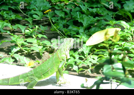 Einen Leguan sonnte sich mit einem üppigen grünen Hintergrund Stockfoto