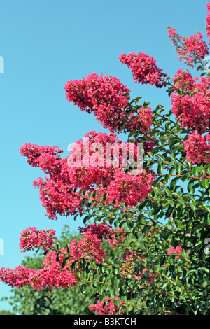 LAGERSTROEMIA INDICA Stockfoto