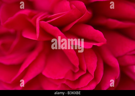 Nahaufnahme der Englis Rose, Rosa 'Fisherman's Friend', die im Spätsommer in Südostengland blüht. Stockfoto