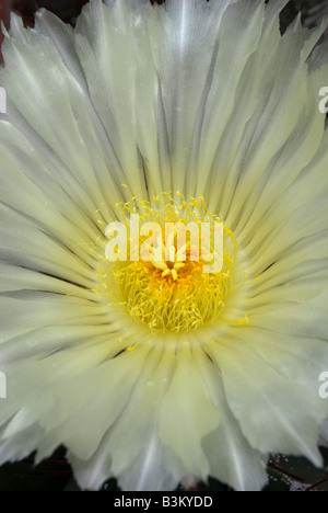 ASTROPHYTUM ORNATUM Stockfoto