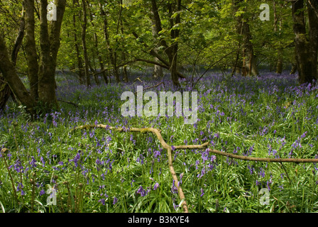 Bluebell Holz in Südengland. Hyacinthoides non-Scriptus. Stockfoto