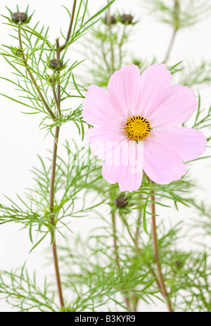 Porträt der rosafarbenen Kosmos bipinnatus 'Sonata' Blumen in der Blüte im frühen Herbst Stockfoto