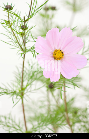 Porträt der rosafarbenen Kosmos bipinnatus 'Sonata' Blumen in der Blüte im frühen Herbst Stockfoto