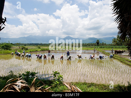 Traditionelle Methoden der wachsende Reis durch Felder pflügen und Düngung mit Büffel und Beschäftigung von Frauen, Setzlinge zu Pflanzen. Stockfoto