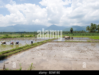 Reisanbau durch traditionelle Methode der Felder pflügen und Düngung mit Büffel und Verpflanzung junge Sämlinge von hand. Stockfoto