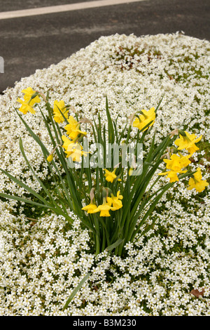 Narzisse Narcissus Pseudonarcissus und Steinbrech Saxifraga Findling England UK Stockfoto