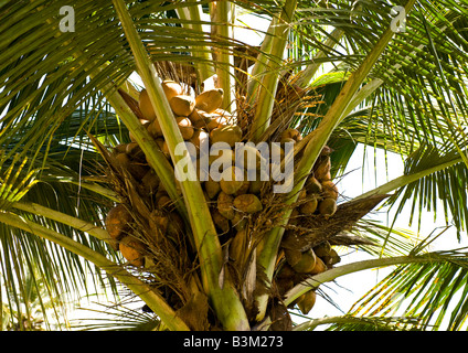 Detailansicht geladen Haufen von golden Kokosnüsse mit Wachstum der Blätter auf einer Palme am tropischen Strandresort von Mamallapuram. Stockfoto