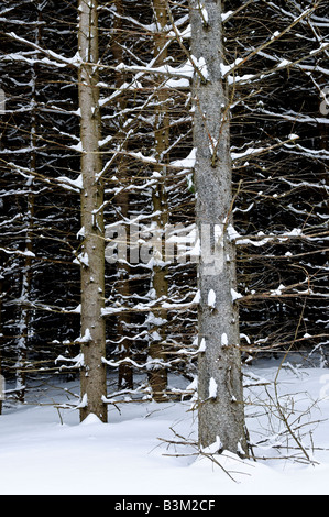 Natürlichen Hintergrund aus Baumstämmen im winter Stockfoto