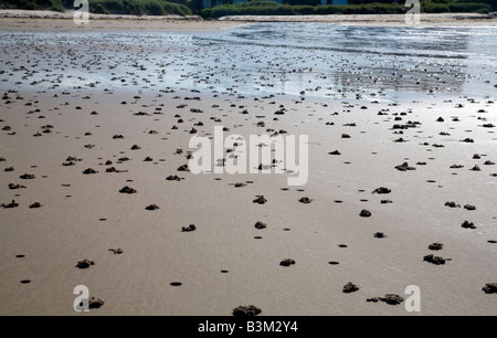 Wattwurm wirft am Strand bei Ebbe Nordostengland Stockfoto