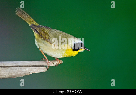 Gemeinsamen Yellowthroat männlich während Frühjahrszug Stockfoto