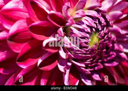 Eine Nahaufnahme einer magentafarbenen Dahlienblüte im Spätsommer Stockfoto