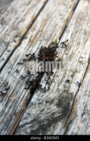 Gruppe von roten Kopf Ameise heraus aus einem Crak in Holz Tremiti Insel Italien Stockfoto