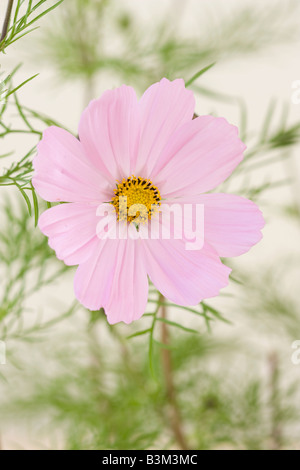 Porträt der rosafarbenen Kosmos bipinnatus 'Sonata' Blumen in der Blüte im frühen Herbst Stockfoto