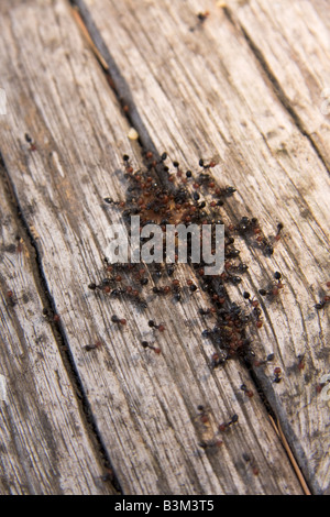 Gruppe von roten Kopf Ameise heraus aus einem Crak in Holz Tremiti Insel Italien Stockfoto