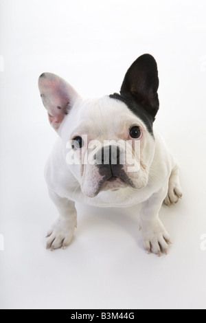 Traurig und schwarz isoliert französische Bulldogge nachschlagen auf weißem Hintergrund Stockfoto