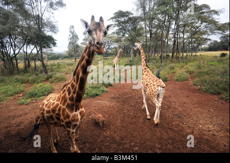 Rothschild-Giraffen im Giraffe Centre in Langata Nairobi Kenia 30 6 2008 Stockfoto