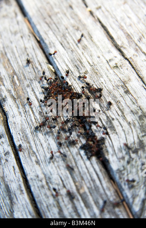 Gruppe von roten Kopf Ameise heraus aus einem Crak in Holz Tremiti Insel Italien Stockfoto