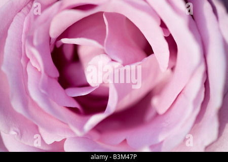 Nahaufnahme von Rosa 'Blauer Mond' im Spätsommer Stockfoto