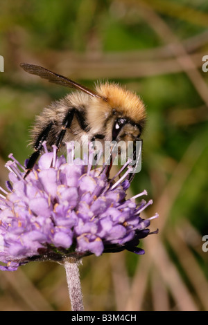 Gemeinsamen Karde Bumble Bee Bombus Pascuorum auf Teufel s bit Witwenblume Succisa Pratensis UK Stockfoto