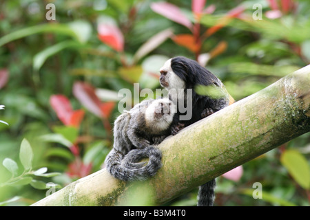 Geoffroy Marmoset Mama und baby Stockfoto