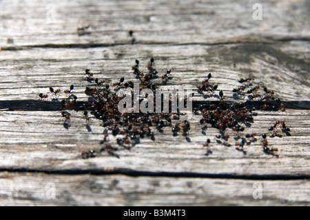 Gruppe von roten Kopf Ameise heraus aus einem Crak in Holz Tremiti Insel Italien Stockfoto