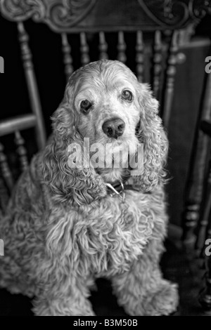 Vintage schwarze und weiße Cocker Spaniel in alten Stuhl Stockfoto