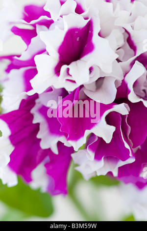 Eine Nahaufnahme der Petalen einer violetten und weißen Doppelblüte Petunia 'Purple Pirouette' F1 Stockfoto