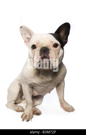 Schmutzige nass französische Bulldogge isoliert auf weißem Hintergrund Stockfoto