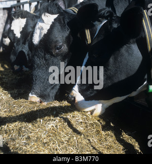 Holstein-Friesian Kühe fressen Maissilage im Spätwinter Stockfoto