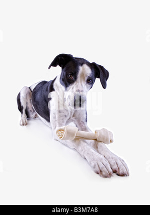 Schwarz / weiß Dogge Mix Hund mit großen Knochen isoliert auf weißem Hintergrund Stockfoto