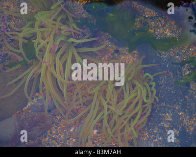 Snakelocks Anemone, Anemonia Sulcata in einem Rockpool, Cornwall, Großbritannien Stockfoto