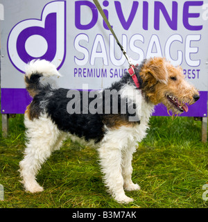 Göttliche Wurst mit Terrier Hund an Chatsworth Country Fair Derbyshire Stockfoto