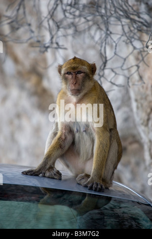 Barbary Affe, Gibraltar Stockfoto