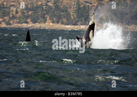 Orca Wagenrad aus der westlichen Seite der San Juan Insel in Haro Strait zwischen Eagle Rock und False Bay zu tun Stockfoto