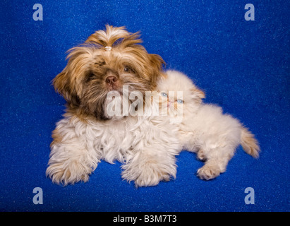 Süße Shih Tzu Welpen mit Himalaya-Kätzchen auf blauem Hintergrund Stockfoto