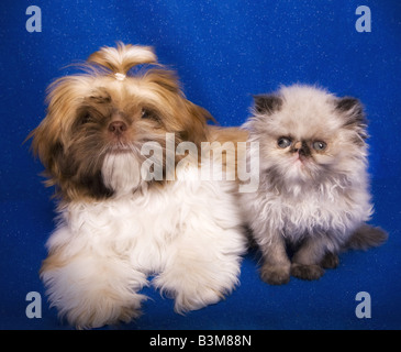 Süße Shih Tzu Welpen mit Himalaya-Kätzchen auf blauem Hintergrund Stockfoto